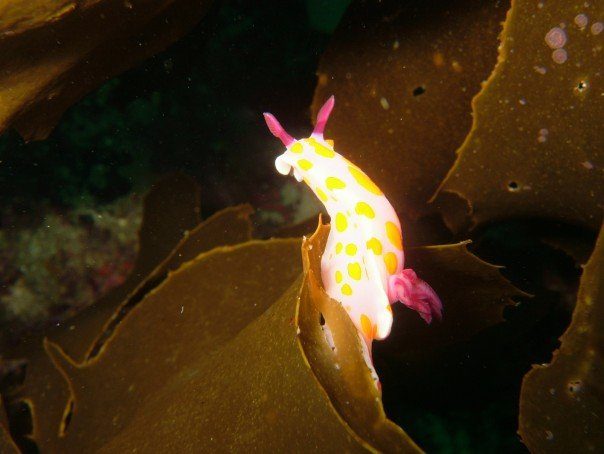 Phuket's marine life